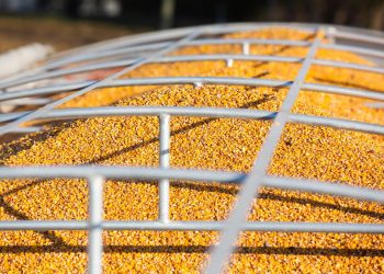 Deep Freeze Upends U.S. Agriculture Markets From Grains to Beef
