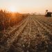 Grain markets turn quiet following strong export demand