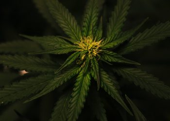Initiating a Hemp Banking Program