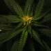 Initiating a Hemp Banking Program
