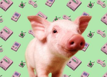 Scientists have successfully taught pigs to play video games